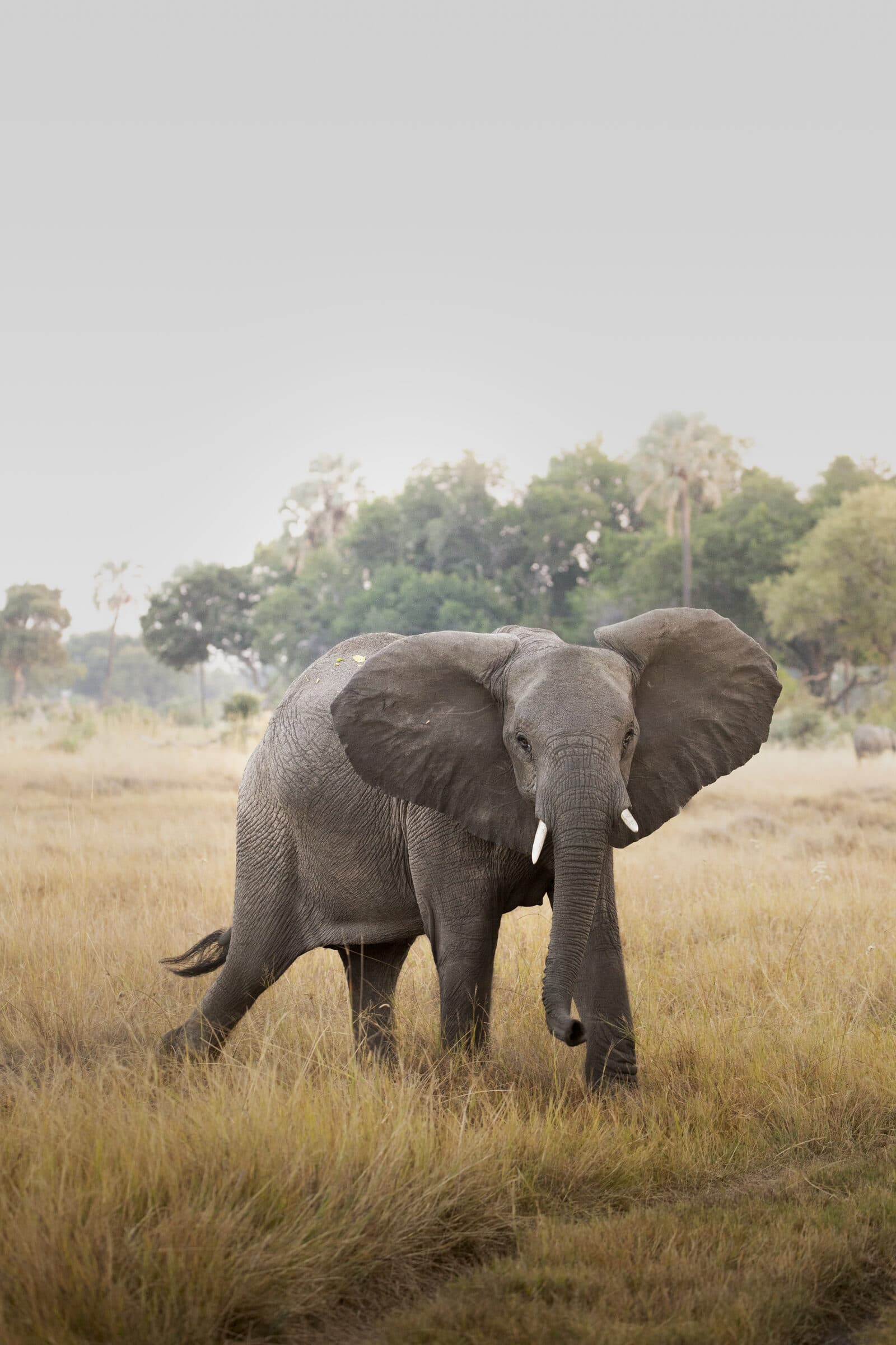 Chitabe Camp gallery image 14