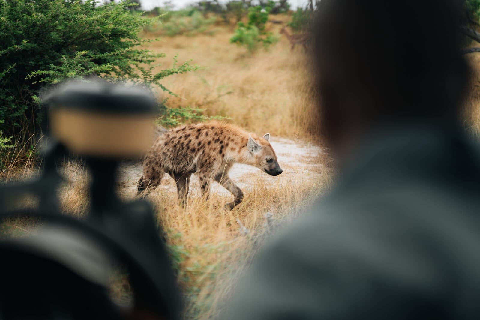 Chitabe Camp gallery image 23