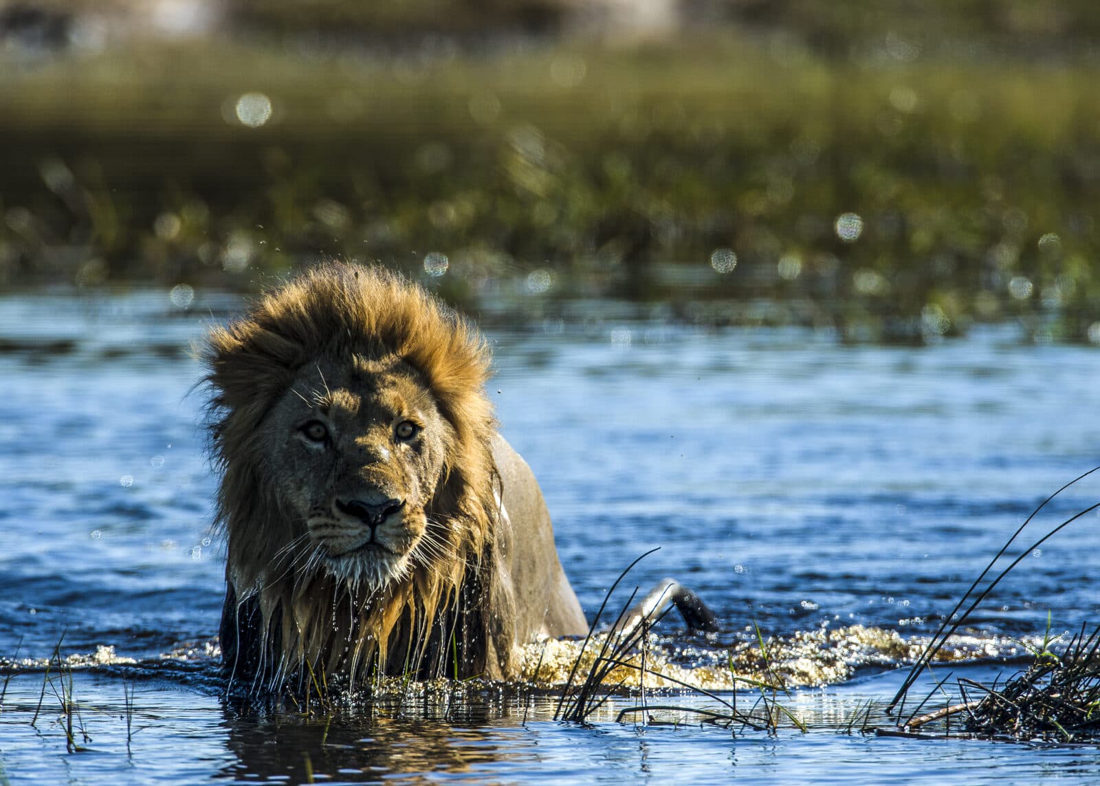 Duba Plains Camp gallery image 21