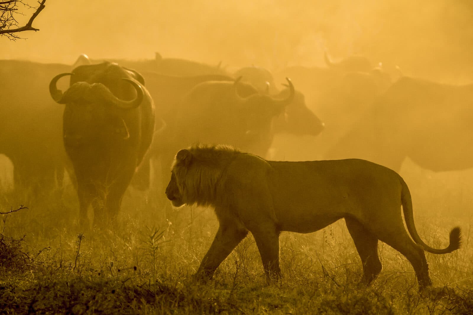 Duba Plains Camp gallery image 22