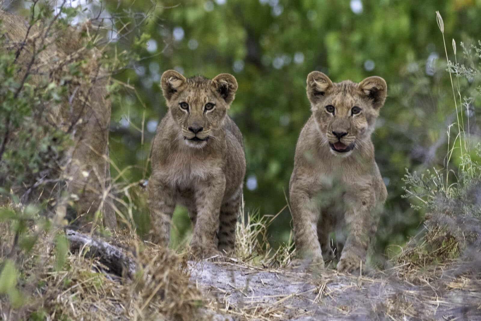 Kiri Camp gallery image 16