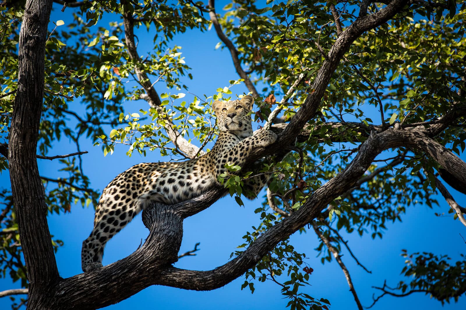Okavango Explorers Camp gallery image 10