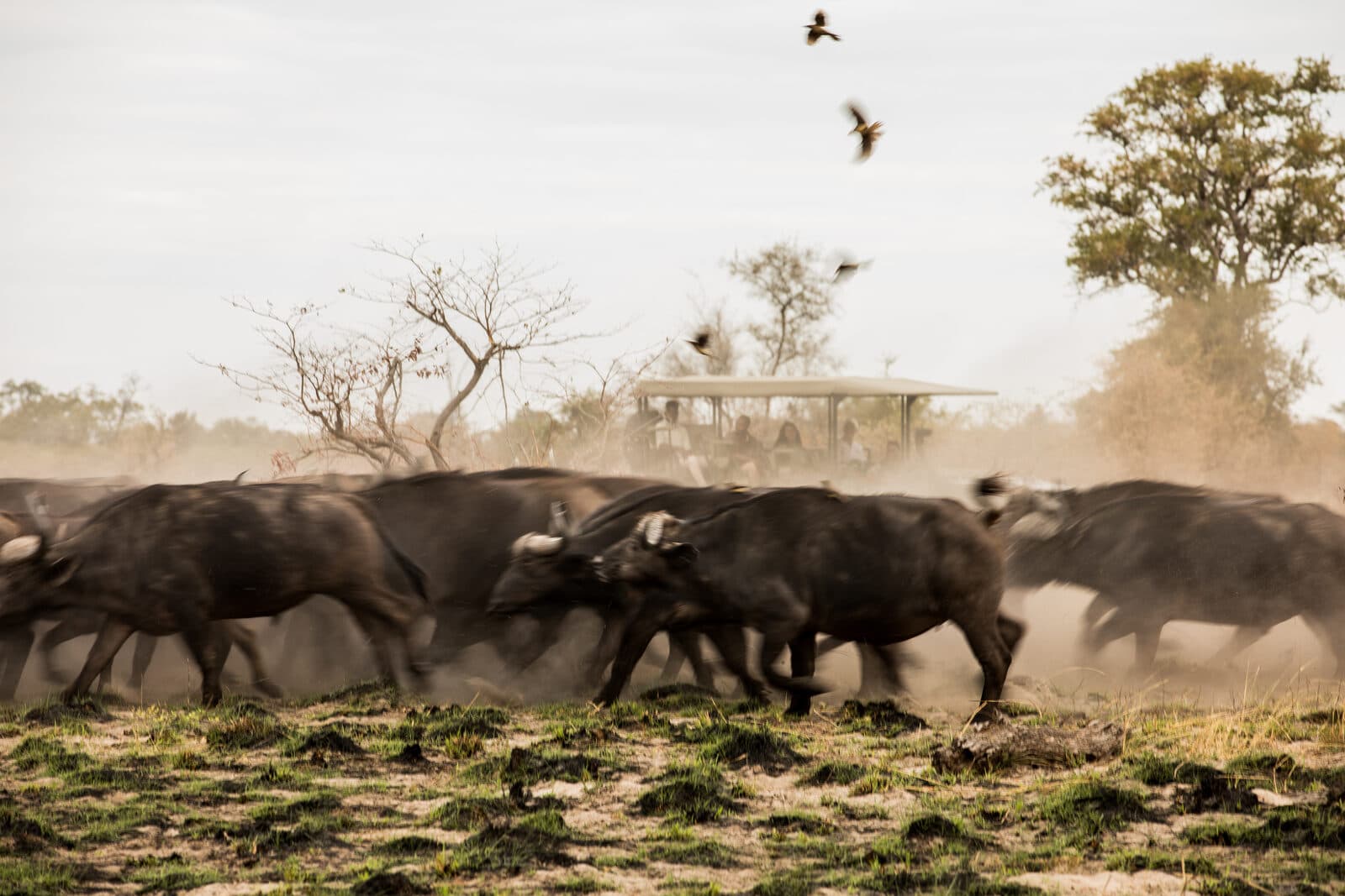 Okavango Explorers Camp gallery image 11
