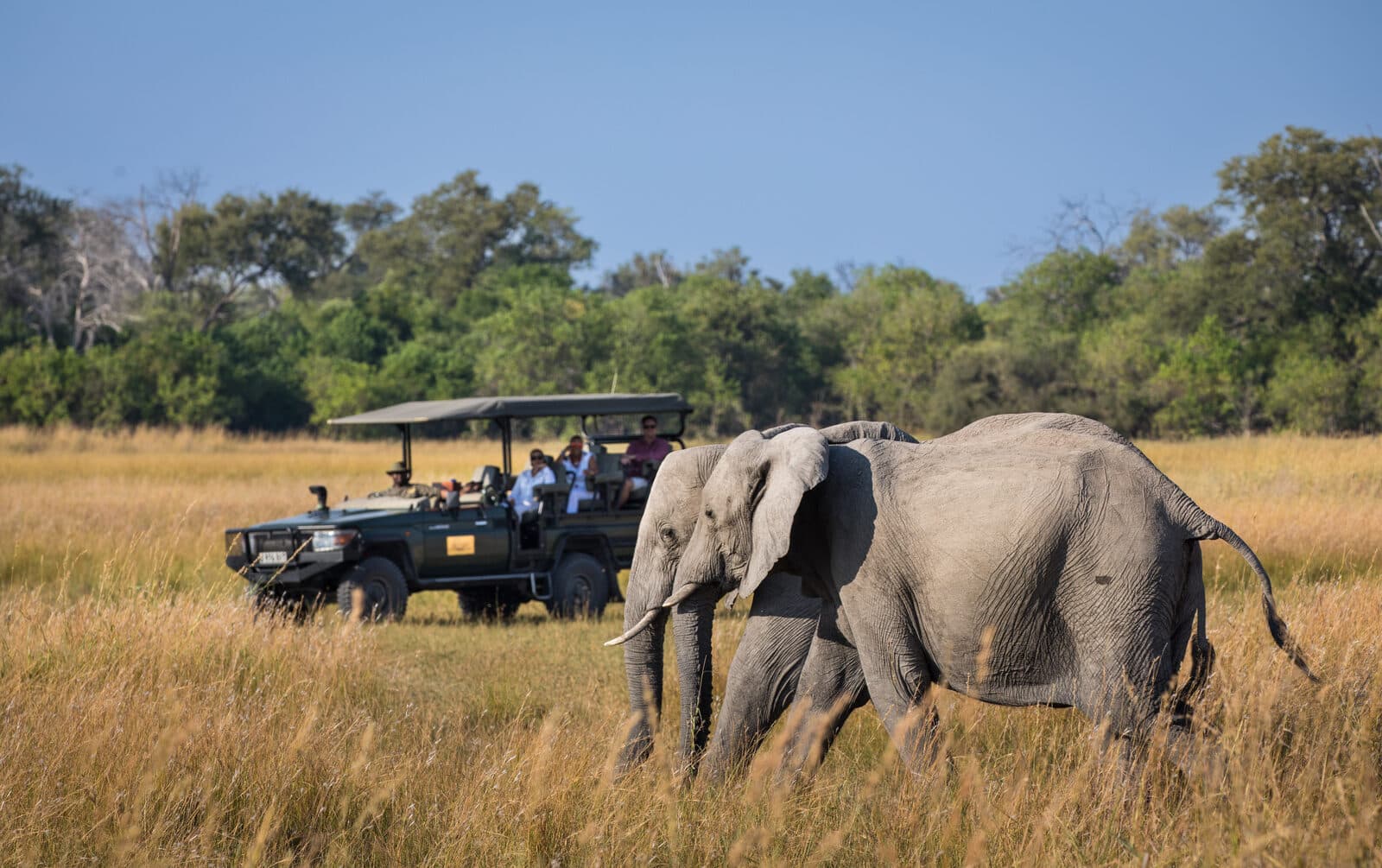 Okavango Explorers Camp gallery image 13