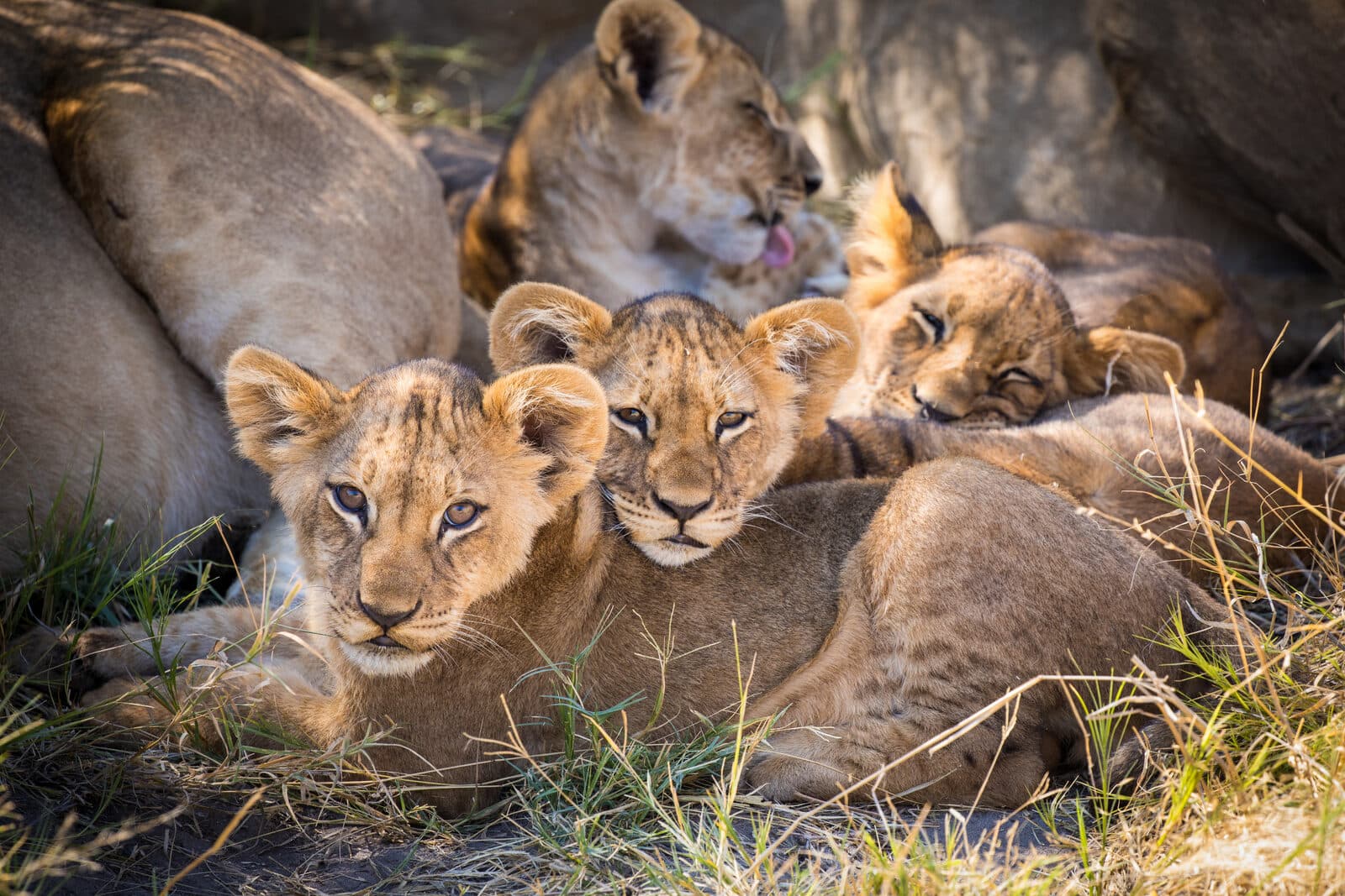 Okavango Explorers Camp gallery image 14
