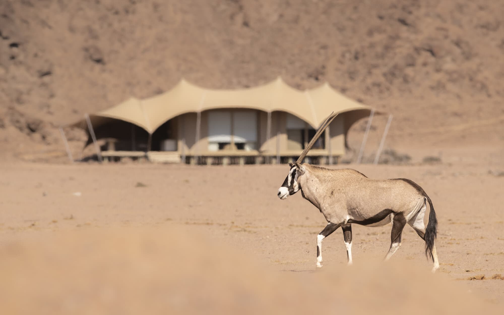 Hoanib Valley Camp gallery image 4