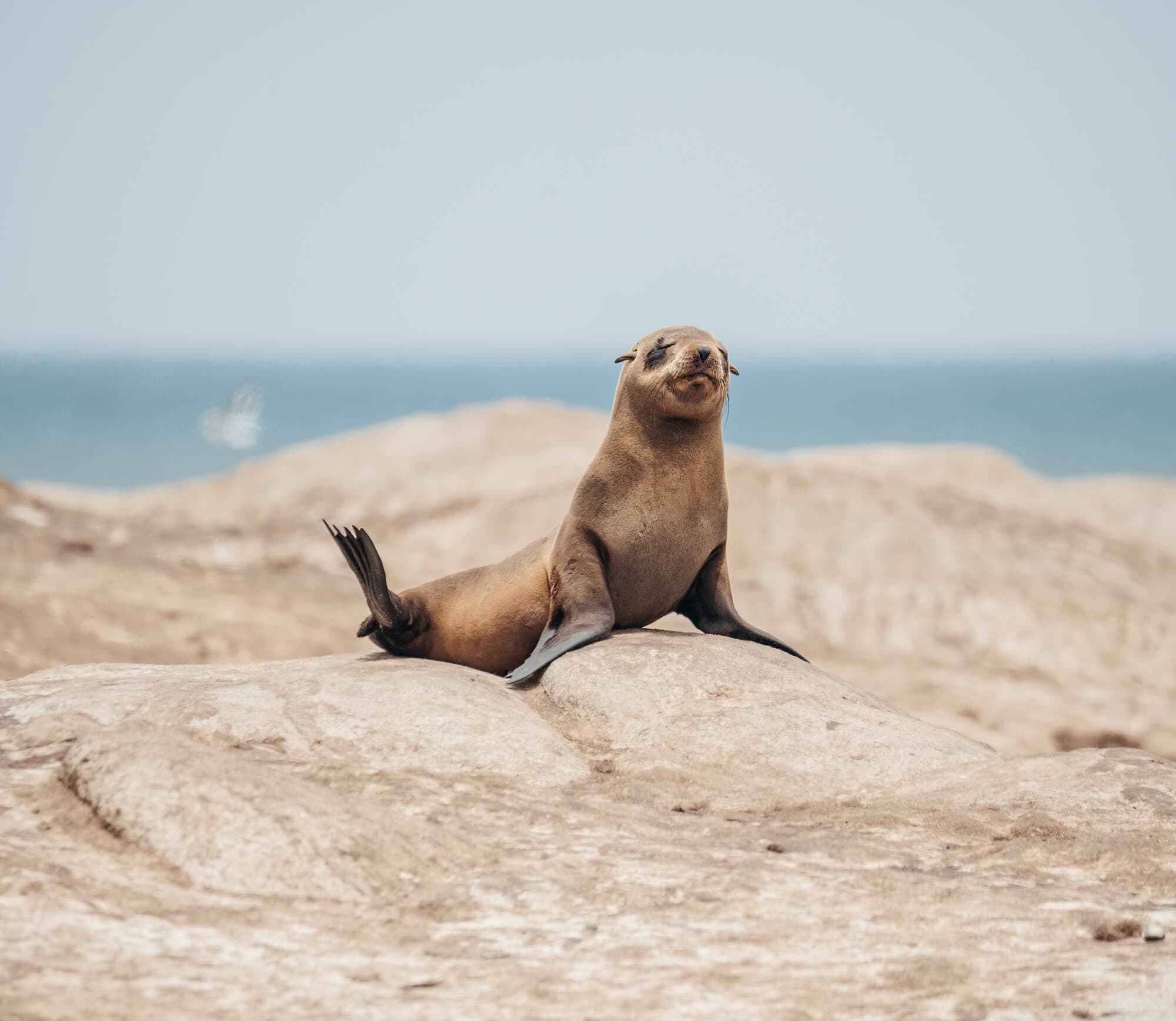 Hoanib Valley Camp gallery image 12