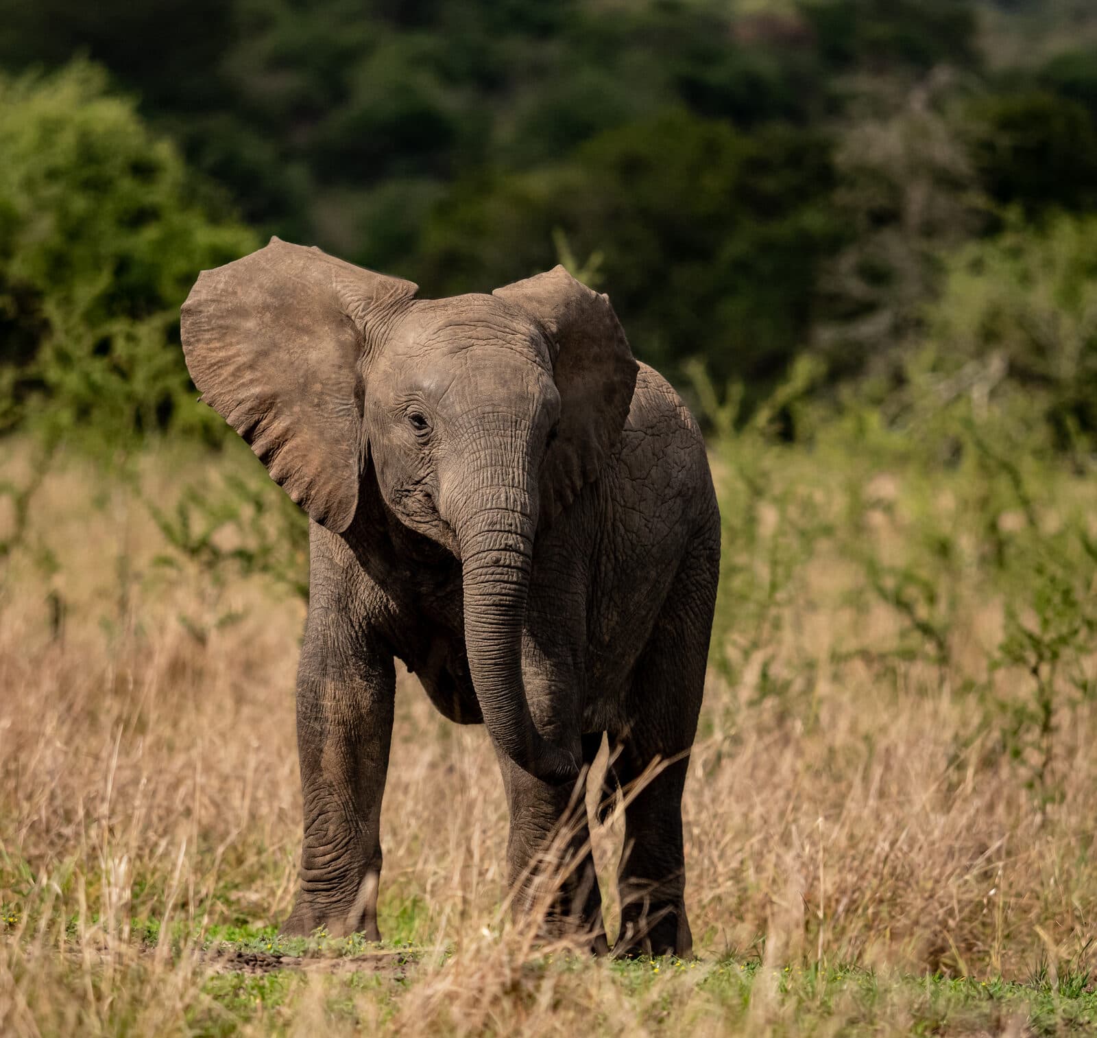 Magashi Camp gallery image 10