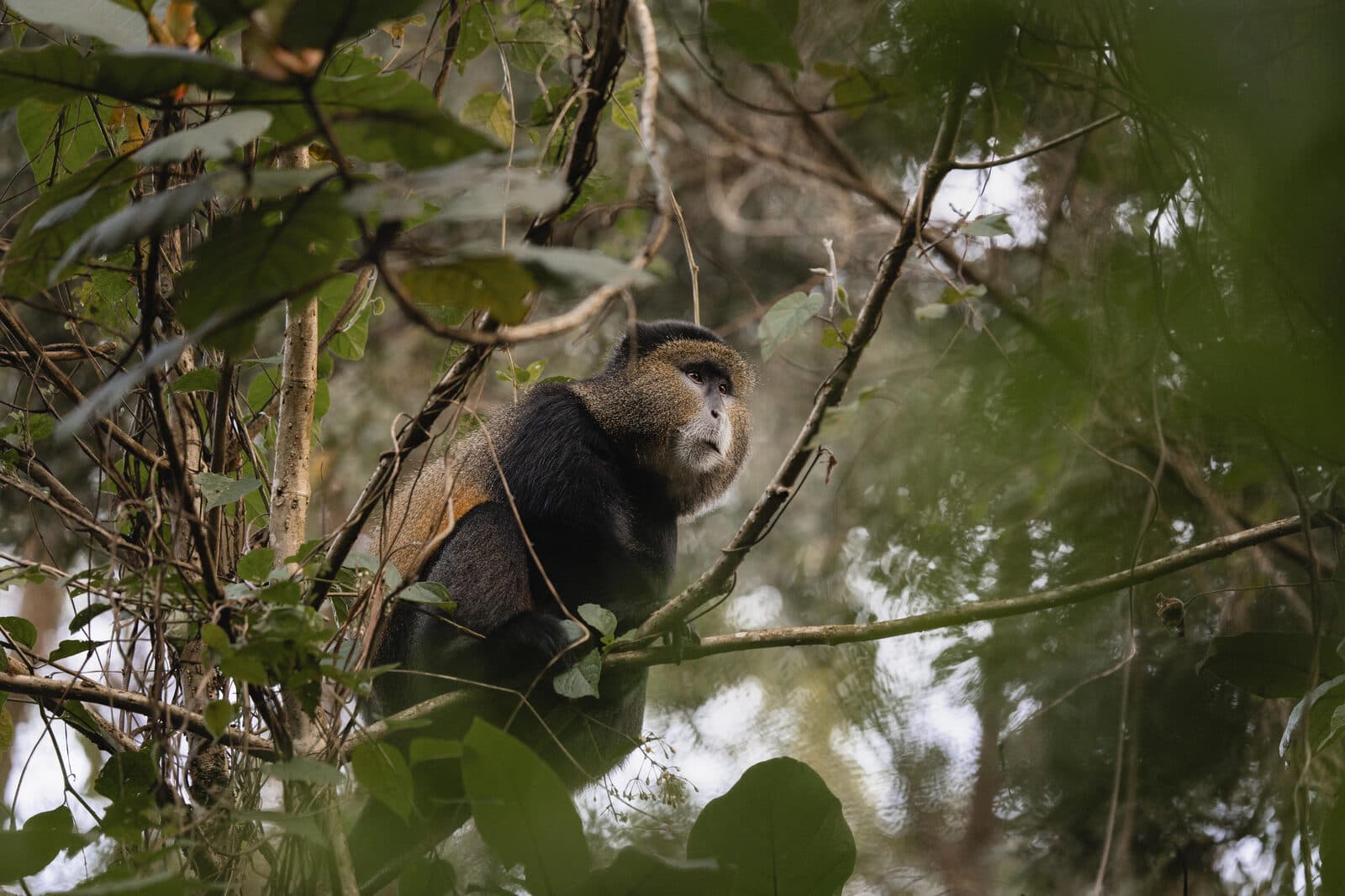 Sabinyo Wilderness gallery image 2