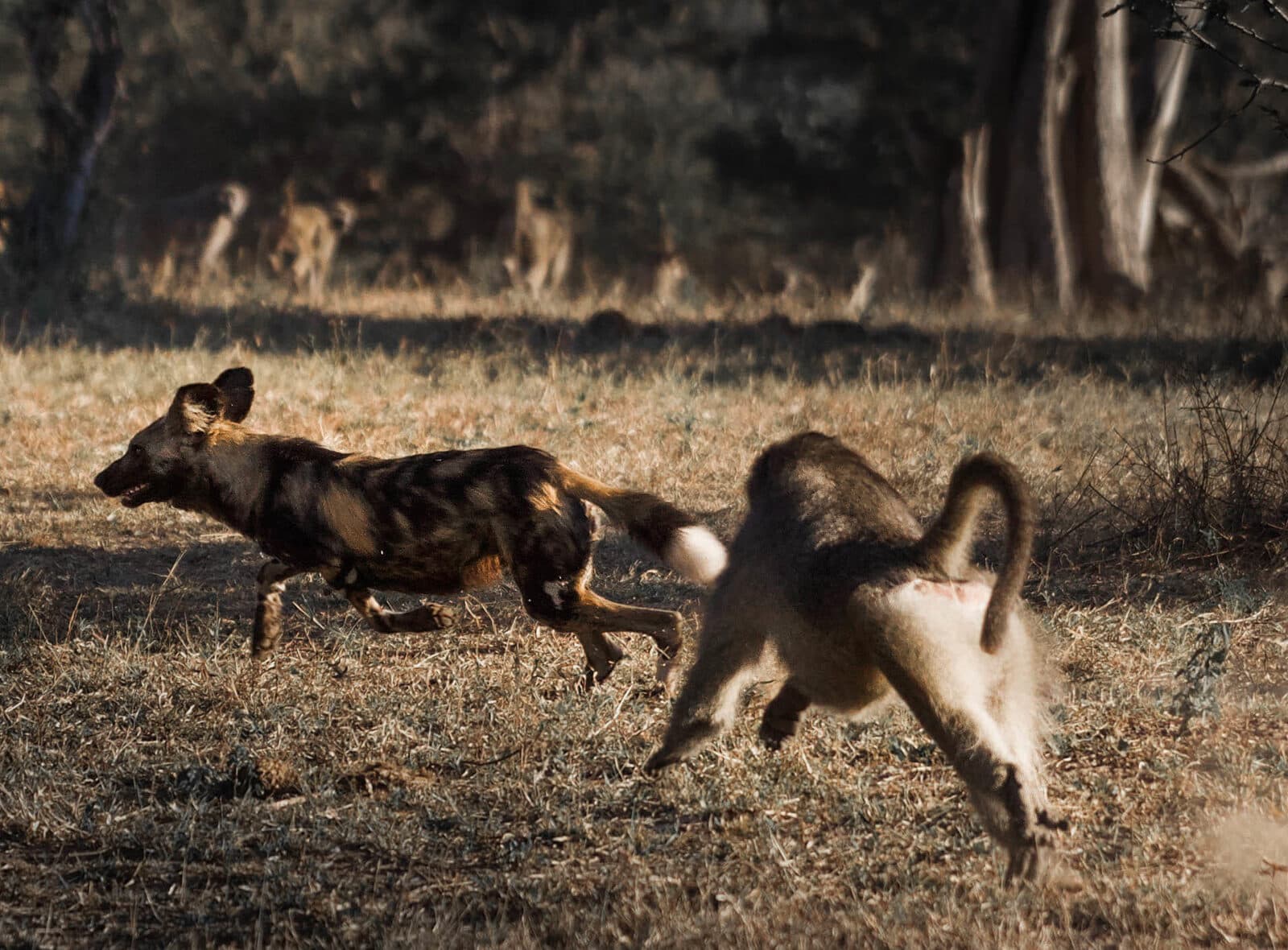 MalaMala Main Camp gallery image 7