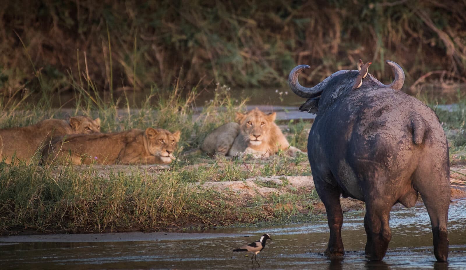 MalaMala Main Camp gallery image 8