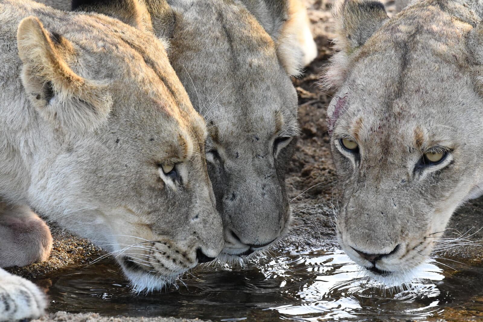 MalaMala Main Camp gallery image 9