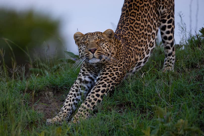 Sayari Camp gallery image 9