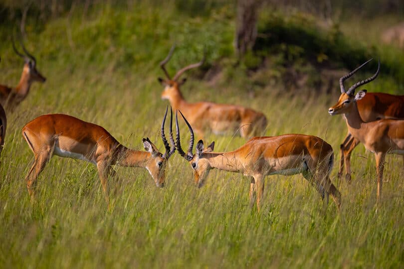 Sayari Camp gallery image 11