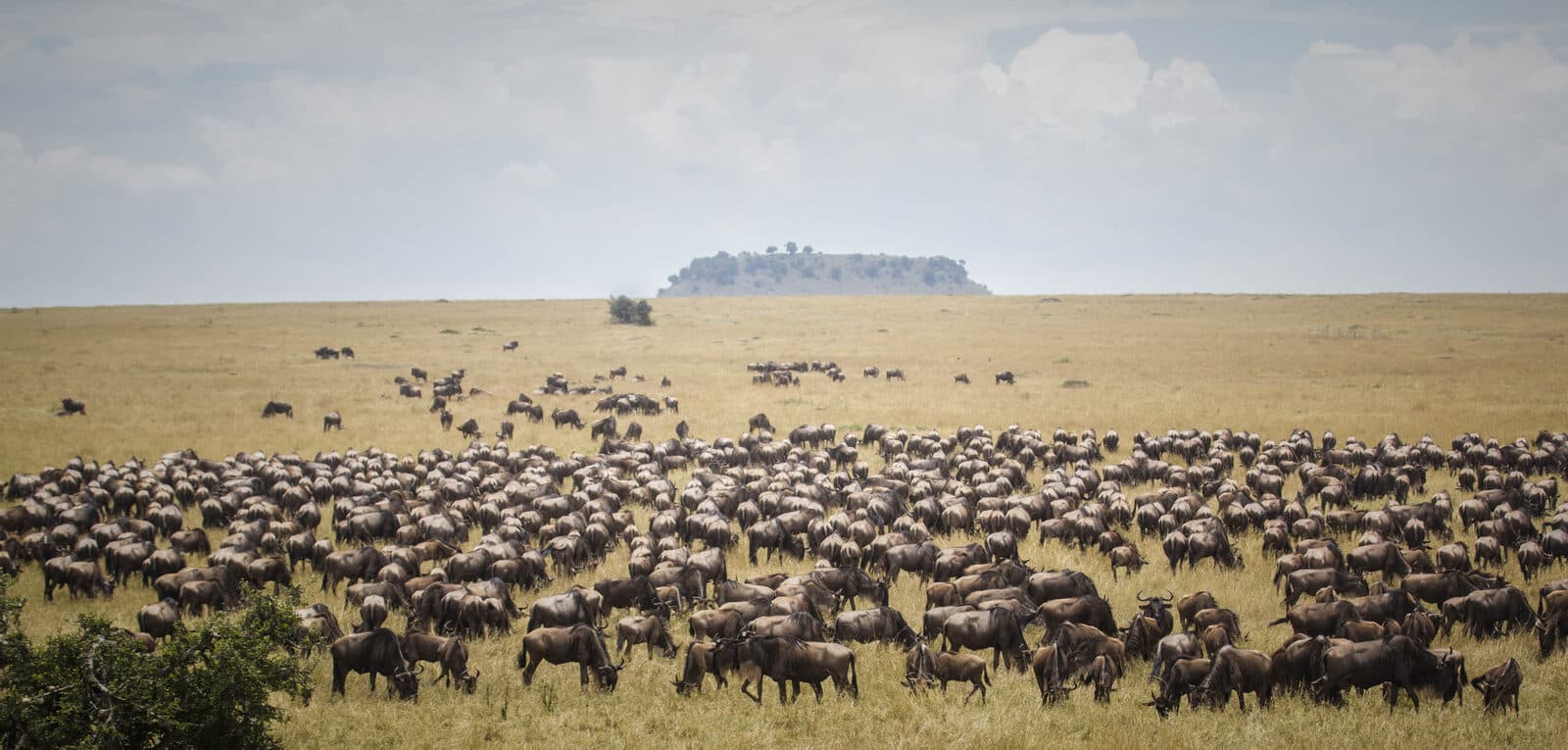 Sayari Camp gallery image 12