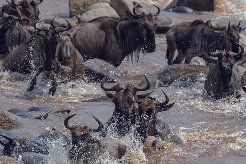 Sayari Camp gallery image 18