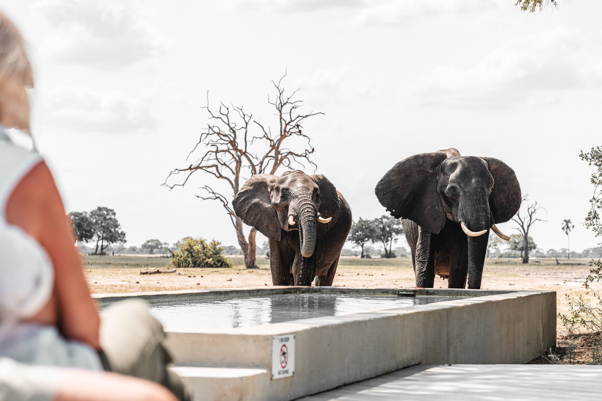 Linkwasha Camp gallery image 11