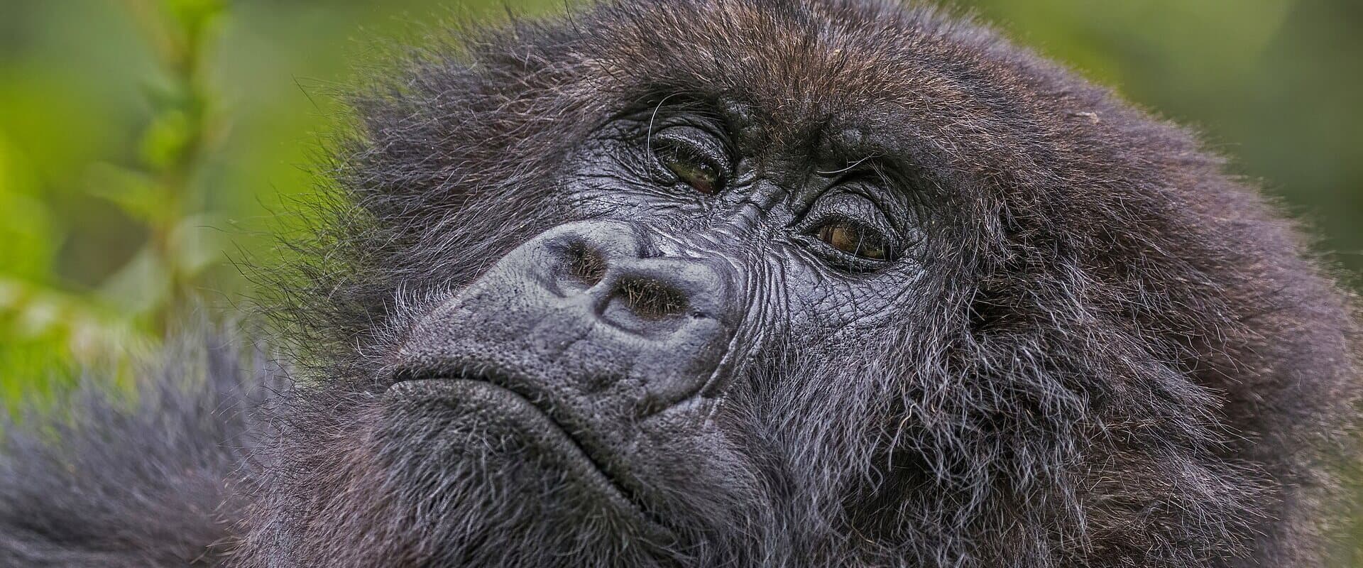 Gorilla Trekking Experience