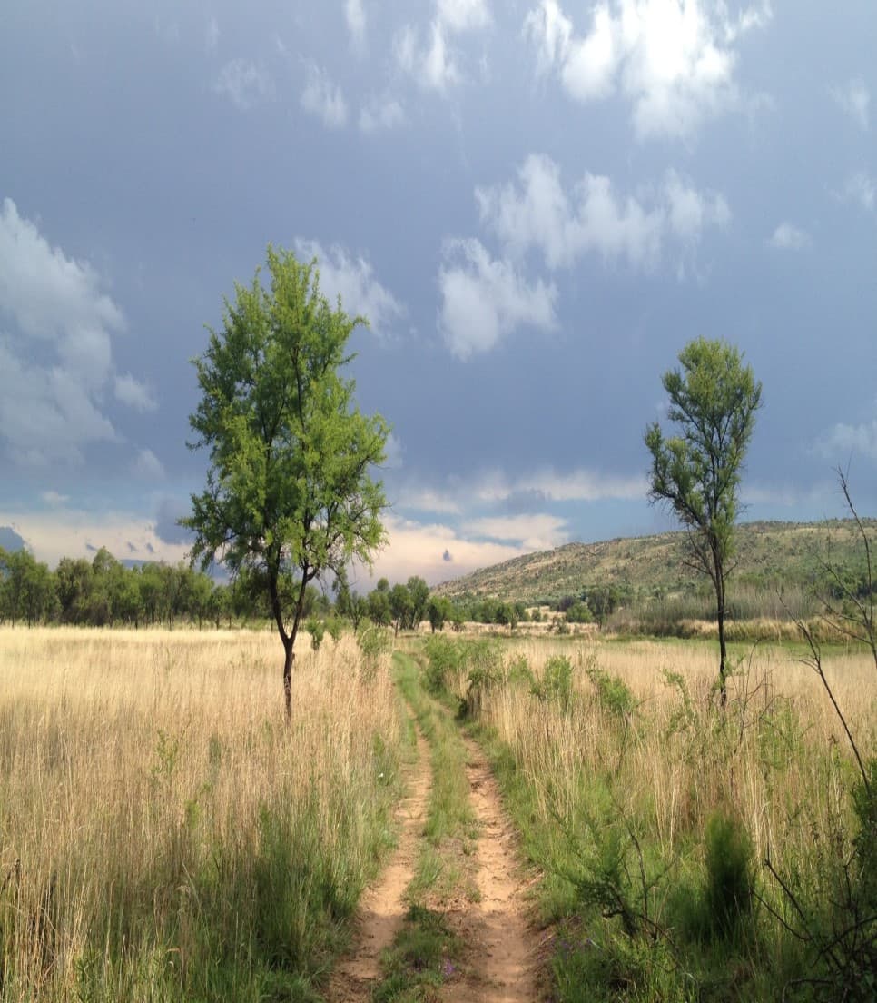 The Ultimate Safari & Cape Town Experience