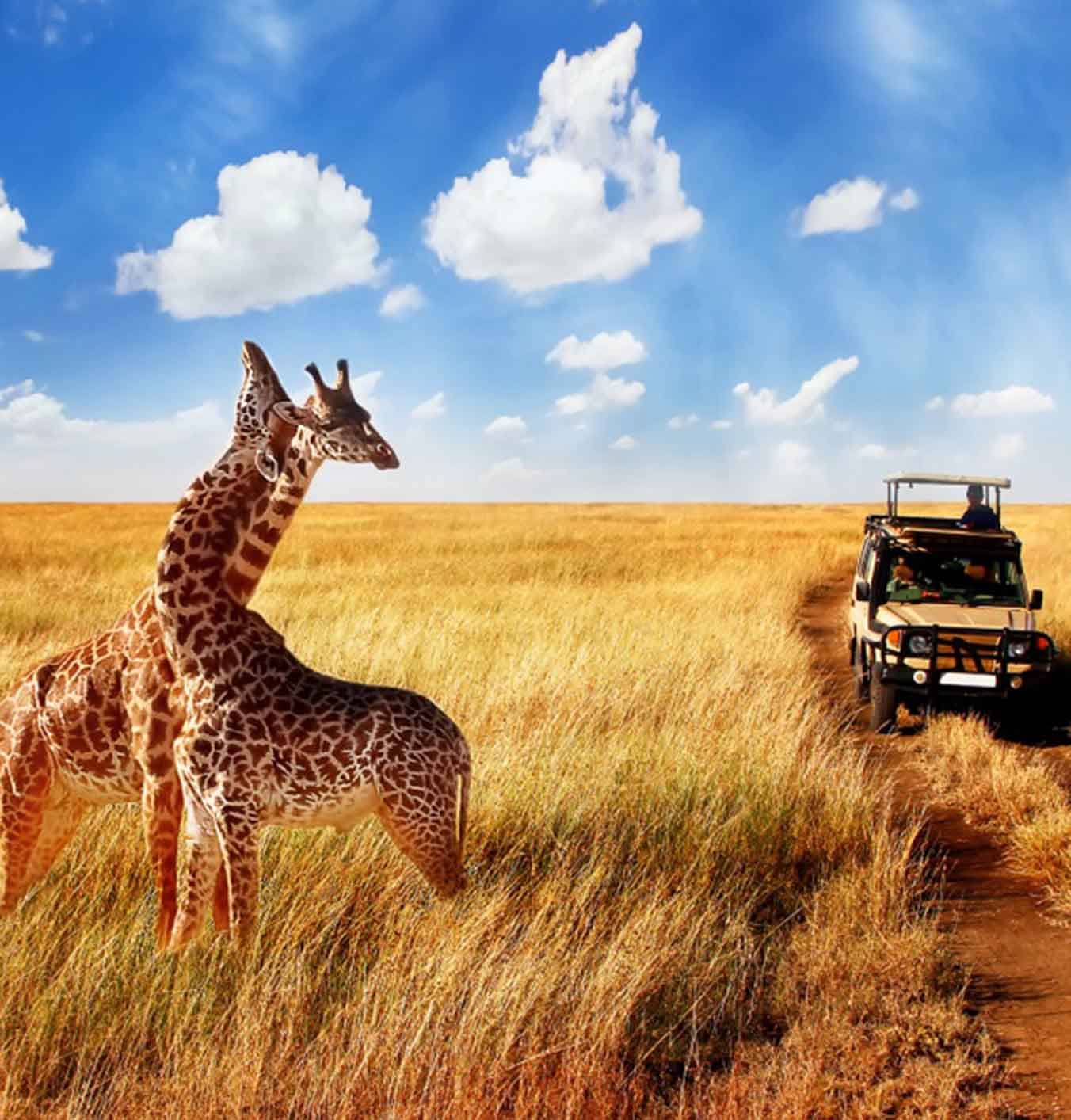 The Ultimate Zimbabwe Safari
