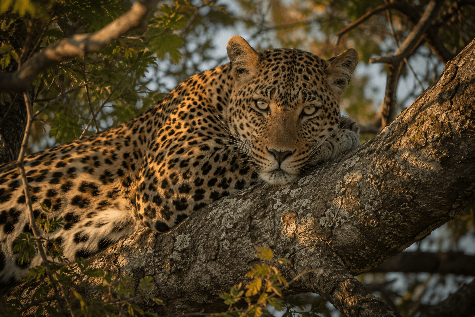 Leopard - one of Africa's Big Five