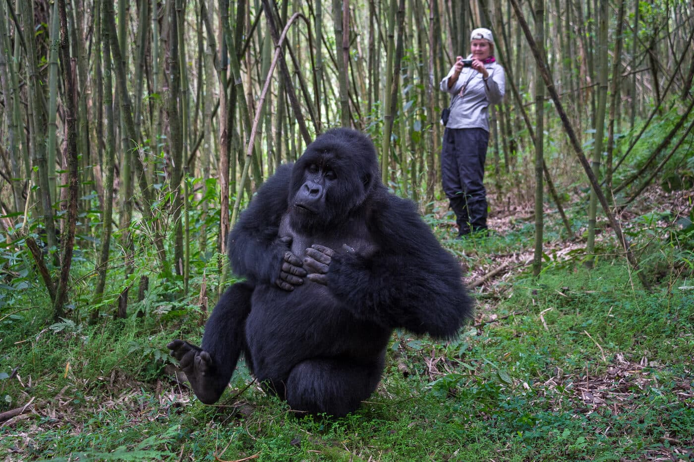 One Hour with a Gorilla Family