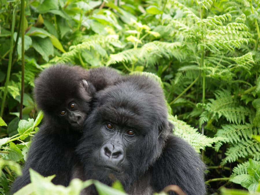A mountain gorilla mother with her infant on her back