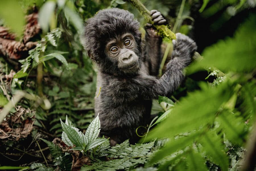 A baby mountain gorilla in the forest undergrowth