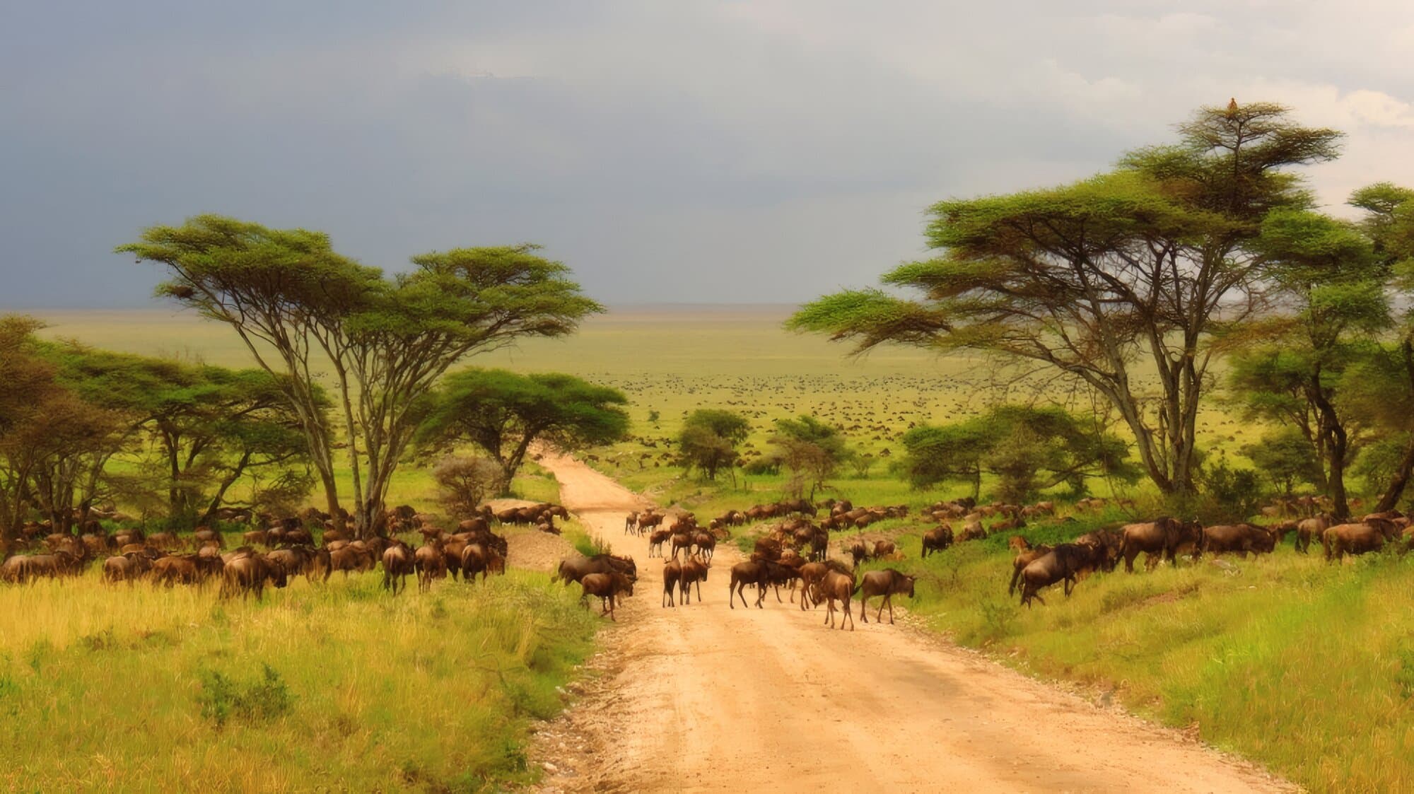 Safari Packages
