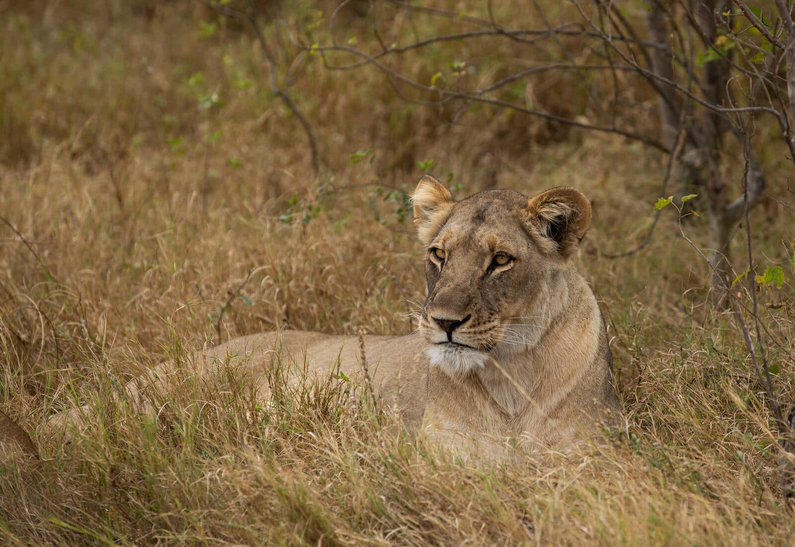Selinda Explorers Camp gallery image 12