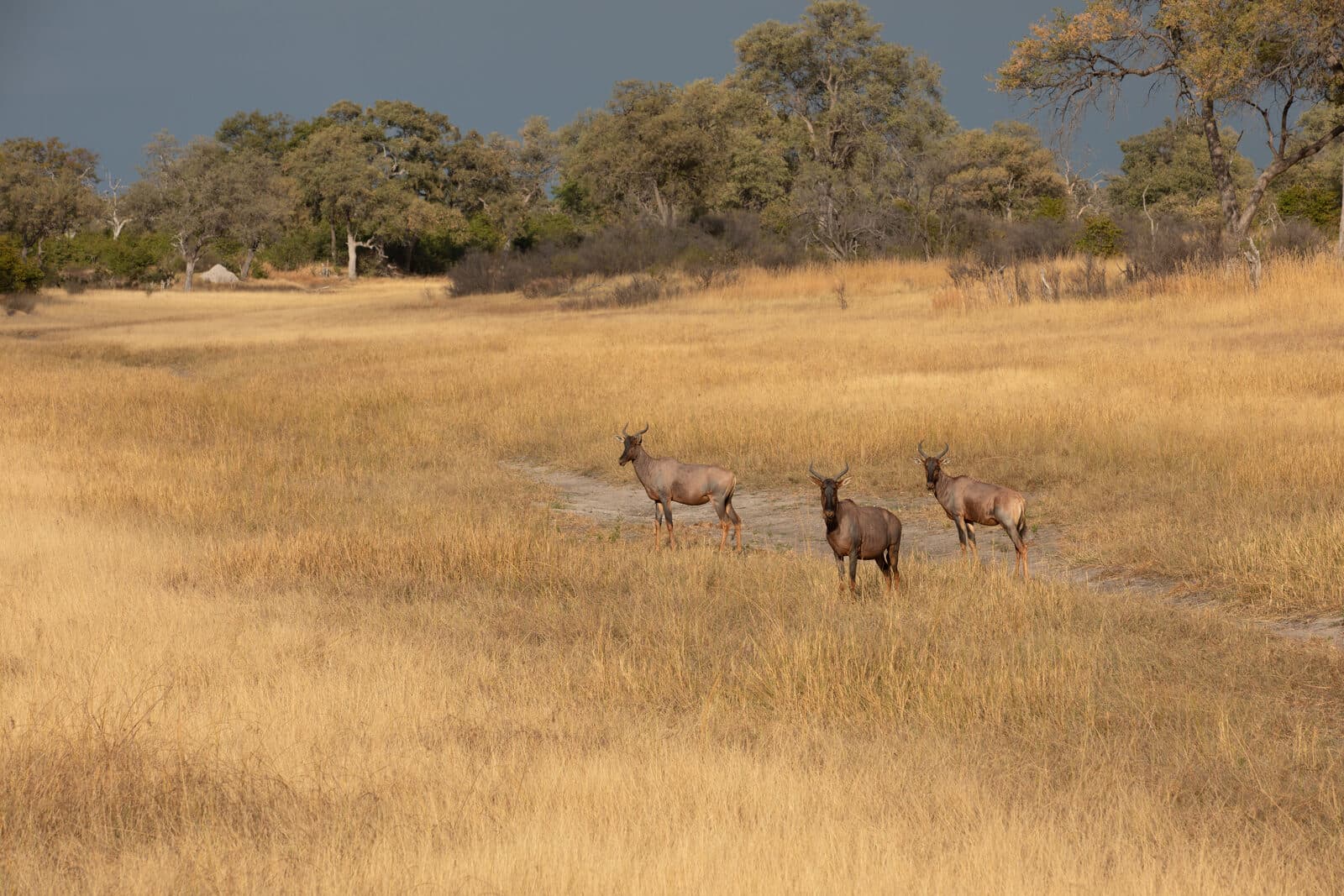 Selinda Explorers Camp gallery image 13