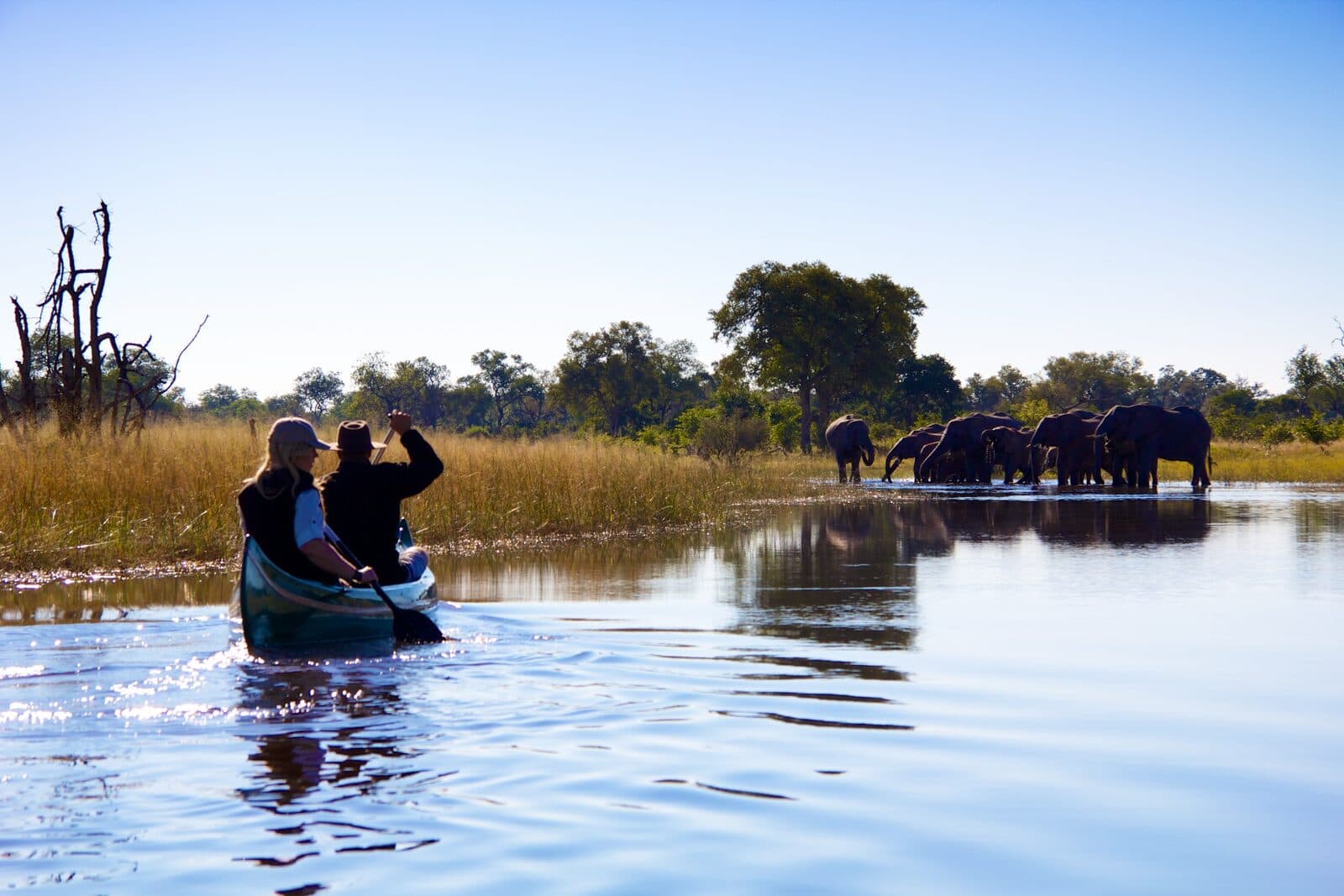 Selinda Explorers Camp gallery image 17