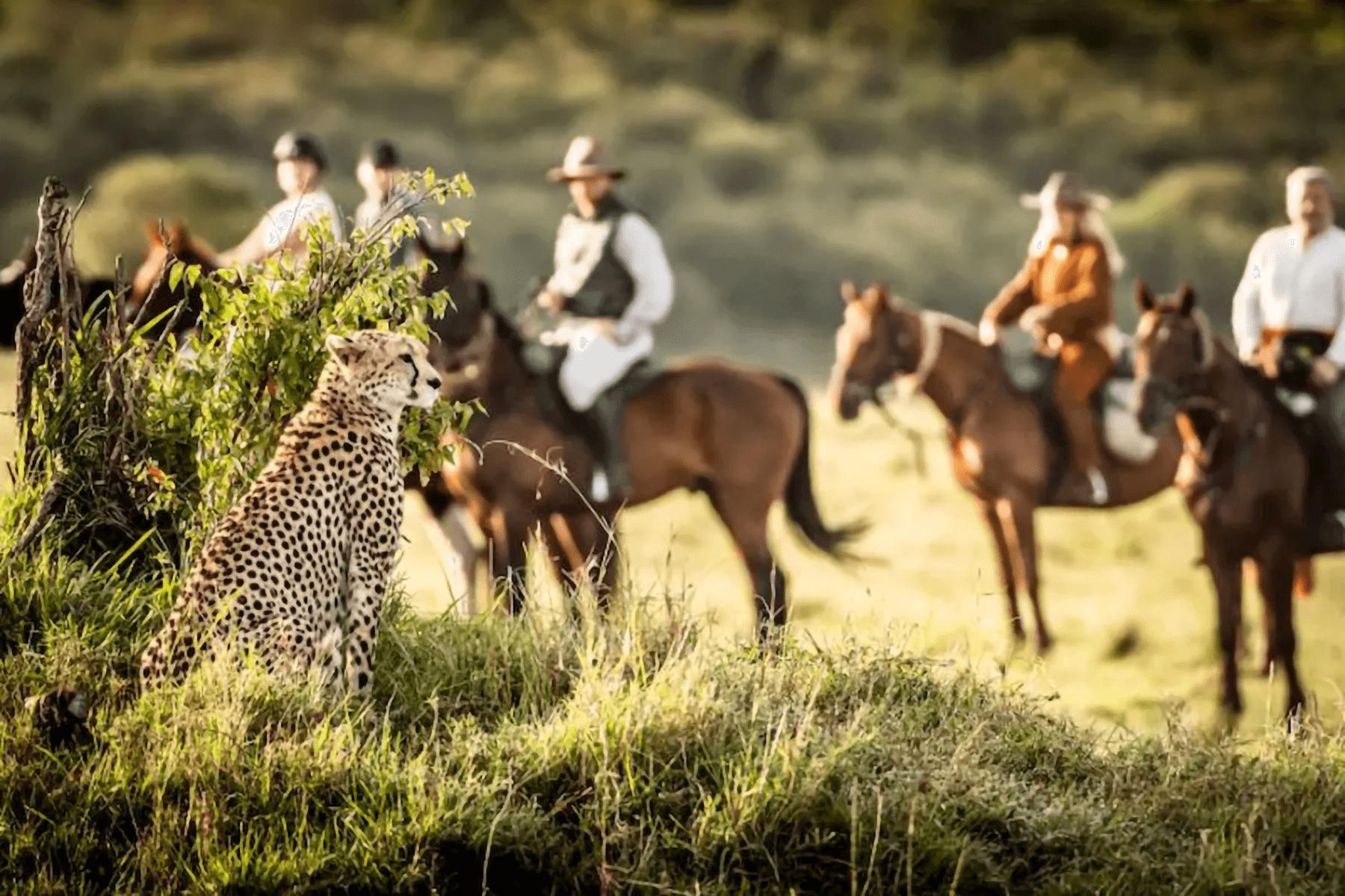 Horseback Safaris