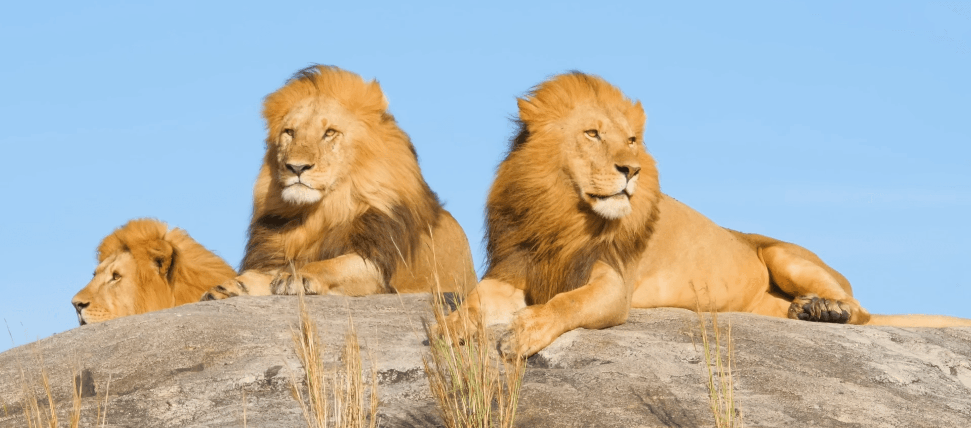 South Africa - The Perfect First Safari Destination